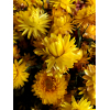 Hélichrysum séché jaune (env 100gr.)