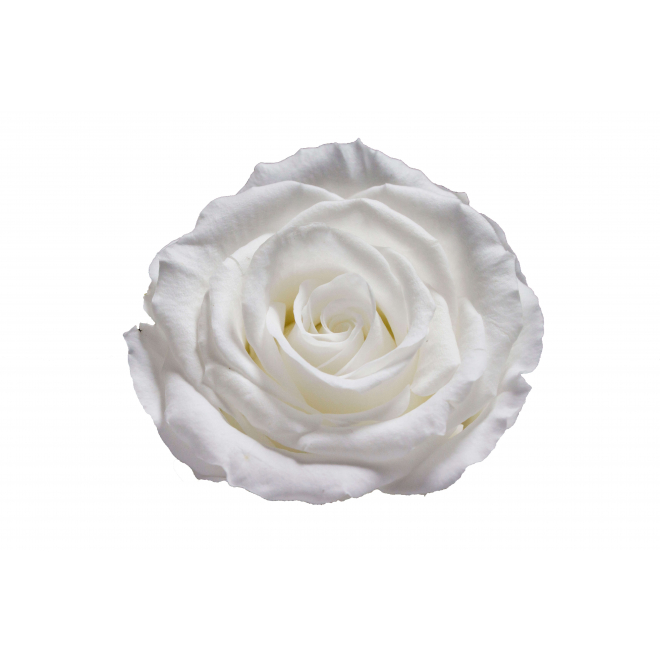 6 roses éternelles blanches