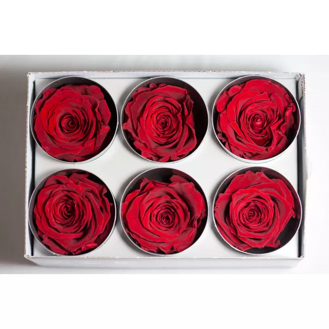 6-roses-eternelles-rouge.webp