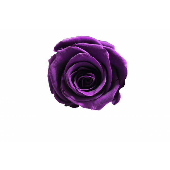 6 roses éternelles violet foncé