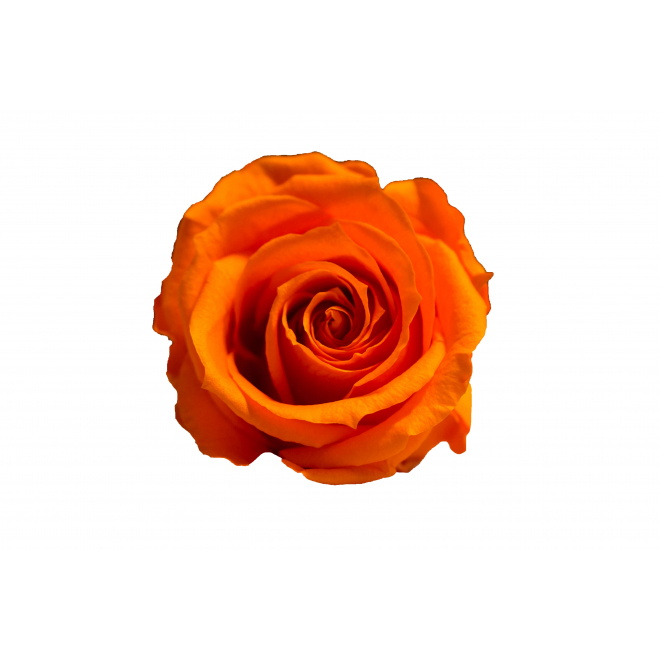 6 roses éternelles orange