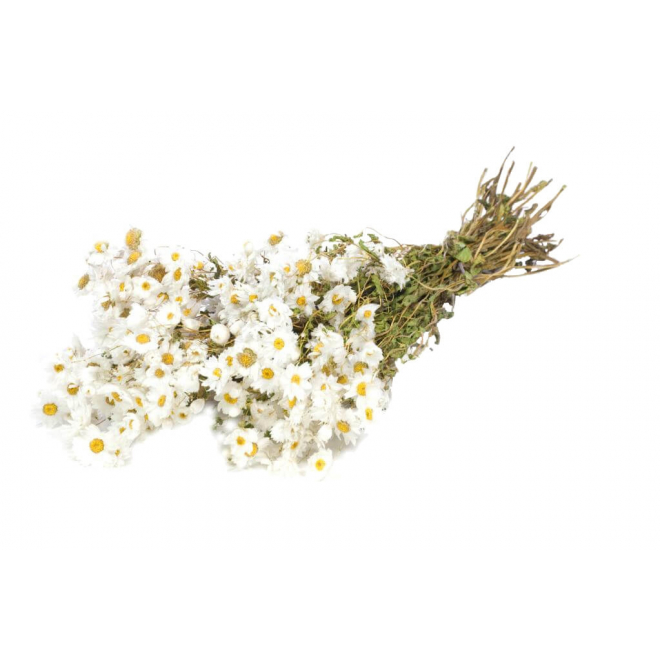 Rhodanthe séchée blanche (env 50gr.)