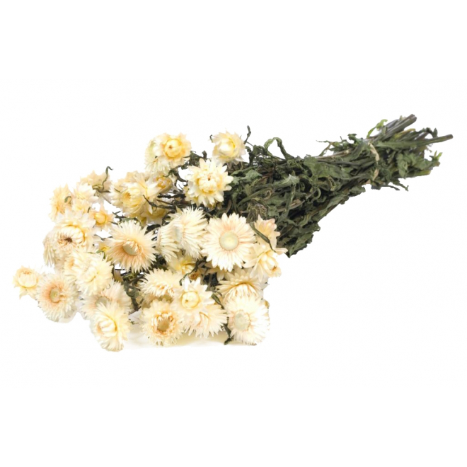 Hélichrysum séché blanc (env 60gr.)