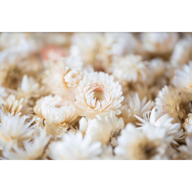 Têtes d'hélichrysum séché blanc. Fleurs naturelles séchées.