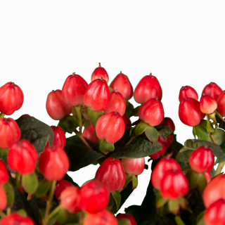 Hypéricum rouge - France Fleurs