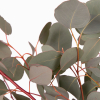 Eucalyptus populus (200 gr.environ) -  feuillage livraison rapide