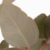 Eucalyptus populus (200 gr.environ) -  feuillage livraison rapide