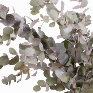 Eucalyptus cinerea (200 gr.) - feuillage