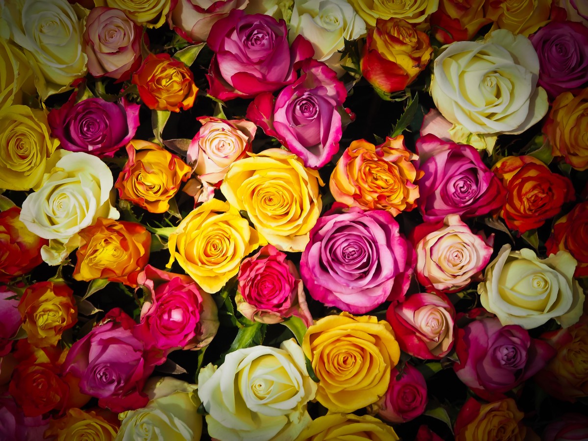 5 Couleurs qui vous apprendront le langage des roses