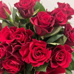 20 tiges de roses rouges