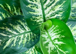 Notre amour pour le Dieffenbachia et ses merveilleuses feuilles, une plante verte originale et tendance