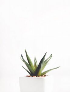 Plante - Aloe vera